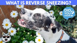 Reverse Sneezing in Dogs A Comprehensive Guide [upl. by Seda]