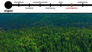 Gymnosperms LongDistance Pollination [upl. by Stephens849]