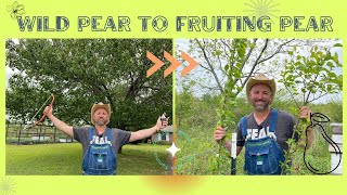 Bark Grafting Invasive Callery Pear  Quick and Easy Method  Gafting 101 [upl. by Asilegna]