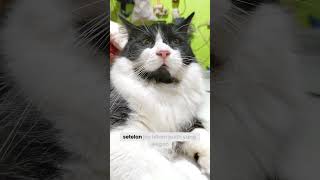 Fakta unik kucing tuxedo kucingtuxedo kucinggemoy kucinglucu videokucing catlovers catlover [upl. by Euqirrne]