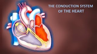 Cardiovascular anatomy and physiology the conduction system of the heart [upl. by Nitsew]