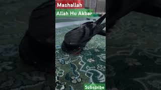 Sajdon ke shaukeen namazi kahan haiviralvideo like krna love islamic naat [upl. by Yleik]