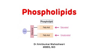 Phospholipids  Phospholipids Biochemistry  Phospholipid Functions phospholipids biochemistry [upl. by Akenit]