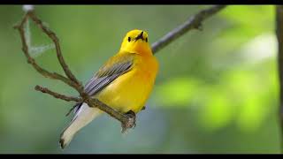 Prothonotary warbler singing  Protonotaria citrea [upl. by Ayama]