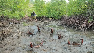 Crabbing in the Mangroves Chasing Muddy Giants Among the Roots [upl. by Aitnom312]