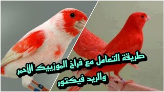 متى اقدم الصبغة للموزييك الاحمر When to introduce the dye to the red mosaic and red vector [upl. by Engracia419]