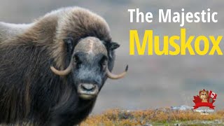 The Muskox In Canada [upl. by Morocco945]