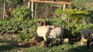 RATZON FARM free range Sheep [upl. by Duma175]