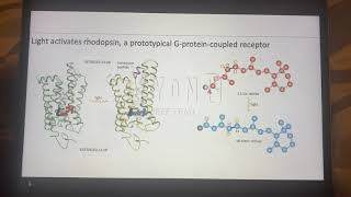 Rhodopsin Activation [upl. by Daryle168]