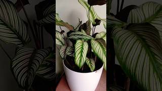 calatheaplant calatheaornata pinstripe new calathia plantiam your new plant [upl. by Fairfax]