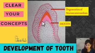 ODONTOGENESIS  Part 2 of Tooth Development [upl. by Flip134]