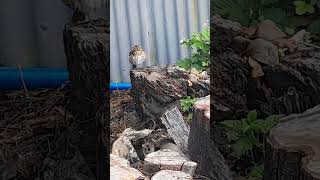 Thrush preening [upl. by Kapor]