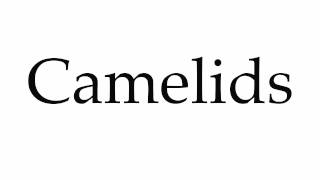 How to Pronounce Camelids [upl. by Wilton]