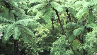 Rain Forest Express  Nihotupo Bush Tramline Waitakere Ranges Auckland [upl. by Ahsinan696]