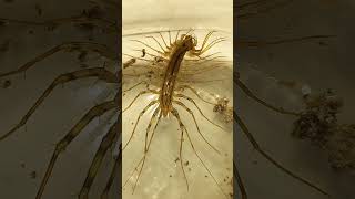 House Centipede Eats Small Fruit Moth From Kitchen 18August2022 [upl. by Mines]