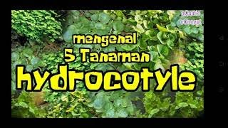 Mengenal 5 Tanaman Hydrocotyle [upl. by Avruch]