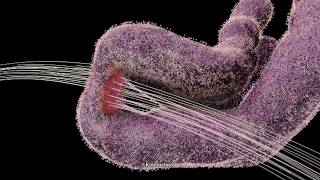 Chromosome and Kinetochore 2014 Drew Berry wehitv [upl. by Hardunn]