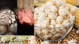 Popcorn kernels For Mushroom spawn making How [upl. by Lucinda366]