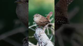 Hier piept‘s wohl Für nahezu jeden Gartenvogel gibt’s das passende Häuschen 🏠 Auf Pötschkede 😍 [upl. by Boswell823]