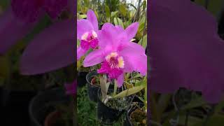 Cattleya lueddemanniana rubra [upl. by Kunz]