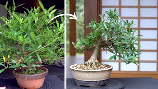 Making a Jasmin Bonsai tree [upl. by Hermia356]