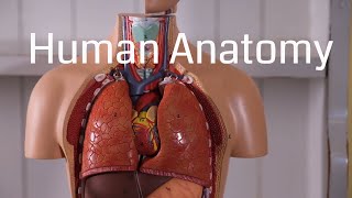 Basic Human Anatomy for Beginners [upl. by Yecies]