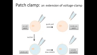 Voltage clamp and patch clamp electrophysiology methods for studying ion channels [upl. by Irrej711]