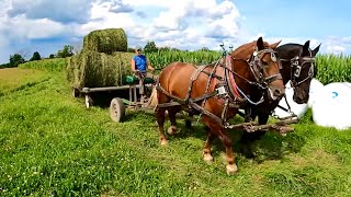 DRAFT HORSES Raking Hay Hauling Round Bales amp BREES TRAINING SESSION 517 [upl. by Iuq]