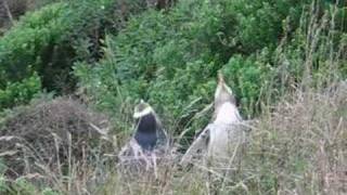 Yellow Eyed Penguins Singing [upl. by Emalia]