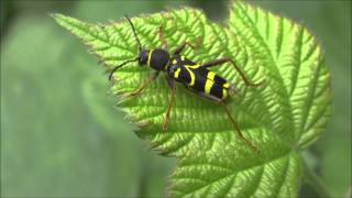 Wasp Beetle Clytus arietis [upl. by Adia]