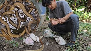 ISANG DRUM NA PUNO NG COBRA NAKAGAT SI COBRA PRINCE [upl. by Ylenaj315]