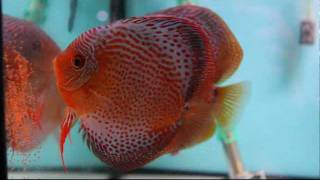 LeoSS discus fish spawning on aquarium glass  Paletki składają ikrę na szybie akwarium [upl. by Lomaj]