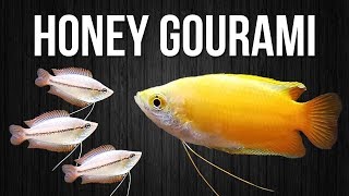 How to Breed Honey Gouramis [upl. by Noivart338]