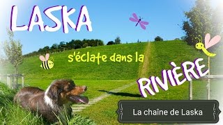 Laska séclate dans la rivière 75 [upl. by Goren399]