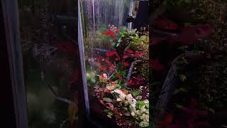 Feeding Red Phantom Tetra Through Feeding Channel aquascape aquarium bangladesh [upl. by Belac942]