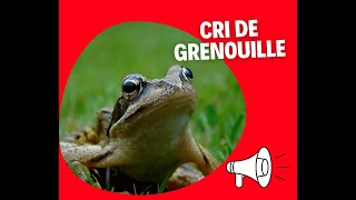 CRI DE GRENOUILLE 🔊 [upl. by Alyahs]