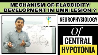 NEUROPHYSIOLOGY OF CENTRAL HYPOTONIA FLACCIDITY DUE TO UMN LESION [upl. by Kira]