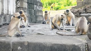 Monkey Video 🐒🐒🐒🐒 Loanr Lake  🌊🌊🌊  Lonar sarovar 🌍 [upl. by Itsirc]