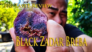 Fig review Black Zadar Breba Fig grown in ground [upl. by Annael765]