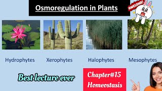 Osmoregulation in plantsHydrophytesMesophytesXerophytes solutionClass 12 Biology😇 [upl. by Nosyaj]