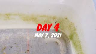 METHYLENE BLUE ON DANIO EGGS SUCCESS IN JUST 3 DAYS [upl. by Mason265]