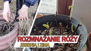 RÓŻA  jak rozmnożyć jesienią i zimą [upl. by Hannah37]