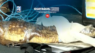 Noticiero de Guayaquil Primera Emisión 08042024 [upl. by Zared801]