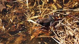 2024 Wood Frogs Mating  Maryland [upl. by Ahsataj]