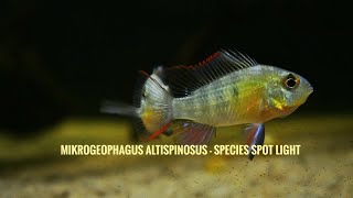 Bolivian ram  Mikrogeophagus altispinosus [upl. by Erbma]