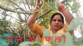 सेम की फली paramjeetshakya trendingvideo [upl. by Sawyere]