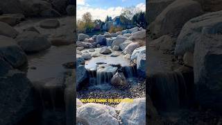 We got the water flowing Check out this new waterfall riverbedbuilders pondbuilders pondless [upl. by Mandle]