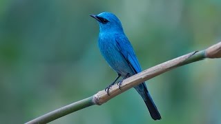 Verditer Flycatcher Male A Bird Video [upl. by Ingrid]