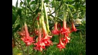 Fuksjanapl Datura Brugmansia Theas Liebling [upl. by Gould]