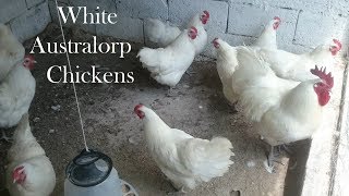 White Australorp Chickens Australorp Australorpchicken Australorpchickens [upl. by Oetam]